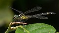 Austrogomphus prasinus male-1